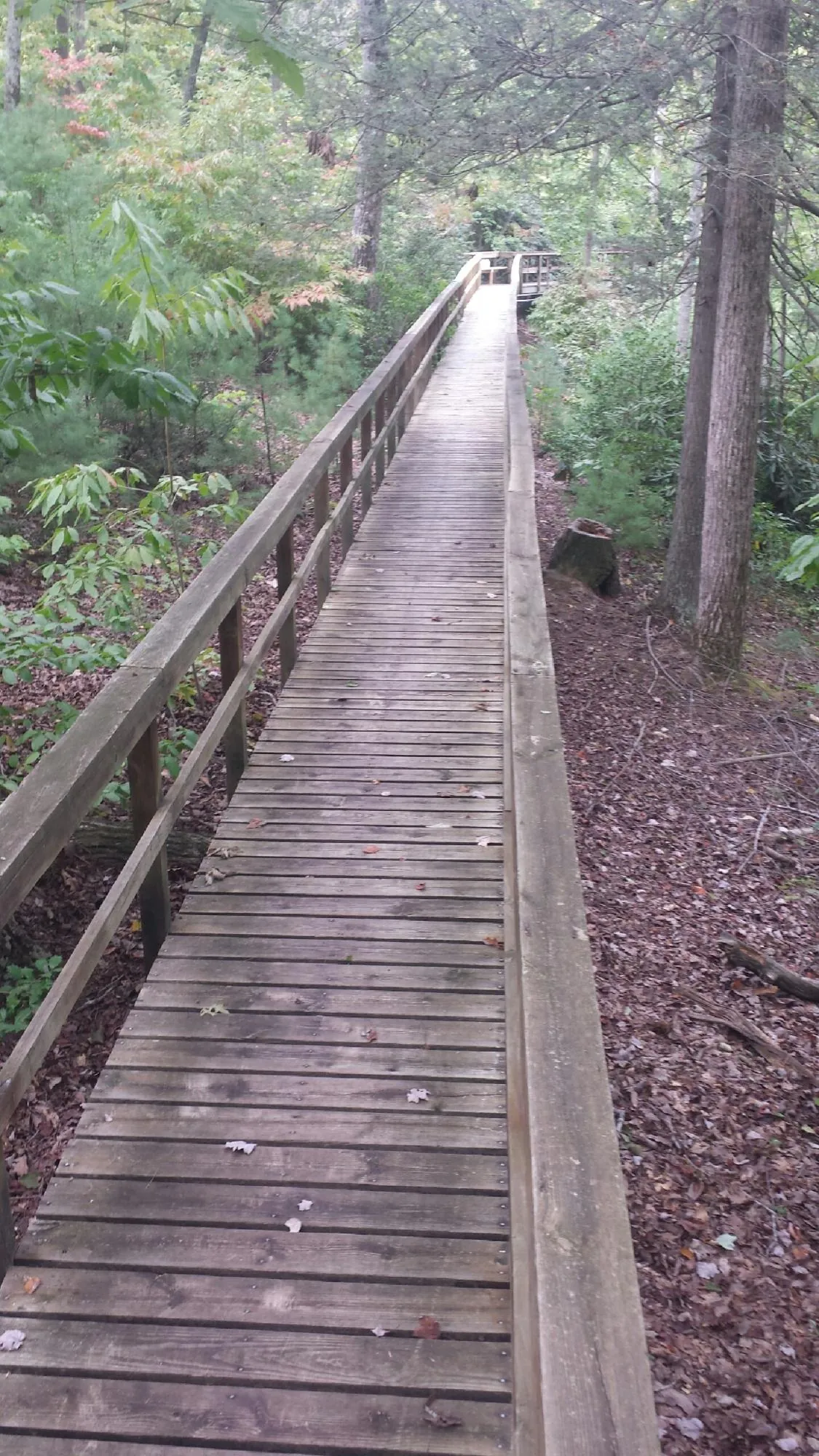 Long wood walkway with handrails built through the woods in Maceo
